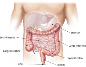 body part